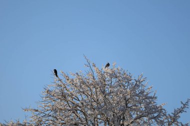 Kış sabahı açık mavi gökyüzüne karşı karla kaplı ağaçlar ve gevrek hava dalları canlı mavi bir gökyüzüne ulaşarak sakin bir kış anını yakalıyor. Soğuk dokular ve dingin bir atmosfer sessiz bir açık hava güzelliğini ve mevsimsel cazibeyi çağrıştırıyor.