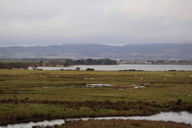 İskoçya 'da Sahalı, Koyun ve Bulutlu Tepeler Altında Sakin Kırsal Arazi. Otlak tarlaları, dağınık koyunlar ve sakin bir su kütlesi ile açık kırsal alan.