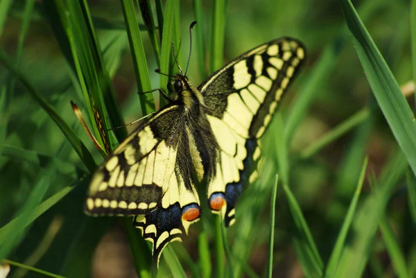 Borboleta na grama — Fotografia de Stock