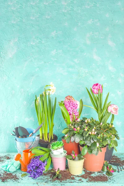 Conceito Jardinagem Primavera Ferramentas Jardinagem Ervas Plantas Mesa Madeira Azul — Fotografia de Stock