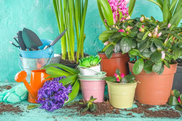 Conceito Jardinagem Primavera Ferramentas Jardinagem Ervas Plantas Mesa Madeira Azul — Fotografia de Stock