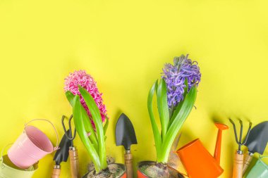 Bahar bahçıvanı konsepti. Bahçe aletleri, otlar ve bitkiler, sarı arka planda düz yatak. Baharda bahçe kavramı işe yarar..