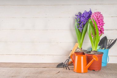 Bahar bahçıvanı konsepti. Bahçecilik aletleri, otlar ve bitkiler kırsal ahşap masa üzerinde. Baharda bahçe kavramı işe yarar..