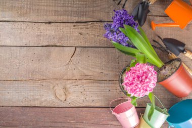 Bahar bahçıvanı konsepti. Bahçecilik aletleri, otlar ve bitkiler kırsal ahşap masa üzerinde. Baharda bahçe kavramı işe yarar..