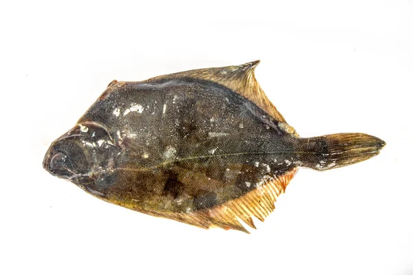 Solha Peixe Cru Fundo Branco Isolado — Fotografia de Stock