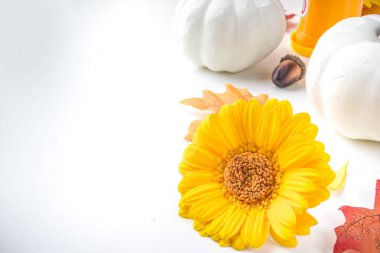 Sonbahar teması. Renkli çiçekli düz kompozisyon, kırmızı sarı yapraklar, beyaz arka planda beyaz balkabakları. Parlak Sonbahar, Şükran Günü konsepti. Düz konum, üst görünüm, kopyalama alanı