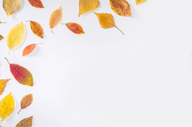  Sonbahar çerçeve kompozisyonu, beyaz arkaplanda kırmızı yapraklar var. Şükran Günü tebrik kartı konsepti. Düz görünüm, üst görünüm, boşluk kopyala 