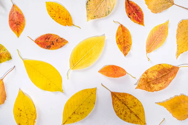秋のフレーム構成で カラフルな赤黄色の秋の葉が白い背景にあります 感謝祭のホリデーグリーティングカードコンセプト フラットレイ トップビュー コピースペース — ストック写真