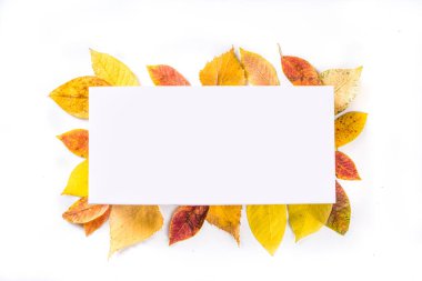  Sonbahar çerçeve kompozisyonu, beyaz arkaplanda kırmızı yapraklar var. Şükran Günü tebrik kartı konsepti. Düz görünüm, üst görünüm, boşluk kopyala 