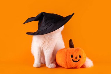 Turuncu kabak desenli, parlak turuncu arka planda siyah cadı şapkası takan güzel beyaz kedi. Mutlu Cadılar Bayramı tebrik kartı, sonbahar evcil hayvan dükkanı satışı arka plan fotokopi alanı