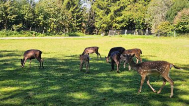 Ormanın yakınındaki parlak güneş ışığı altında açık alanda otlayan vahşi geyikler. Yüksek kalite fotoğraf