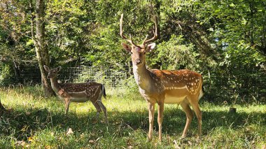 Vahşi yaşam portresi, dengeli gün ışığı, detaylı kompozisyon. Yüksek kalite fotoğraf