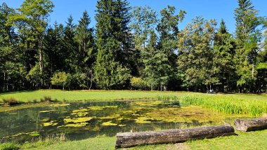 Ormandaki küçük gölet güneş ışığı ve bitki örtüsünü yansıtıyor. Yüksek kalite fotoğraf