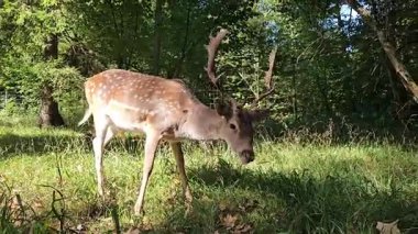 4K vahşi yaşam videosu, gün ışığı, el kamerası, doğal ses, sabit yakın çekim. Yüksek kalite 4k görüntü