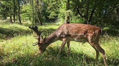 4K vahşi yaşam videosu, gün ışığı, el kamerası, doğal ses, sabit yakın çekim. Yüksek kalite 4k görüntü