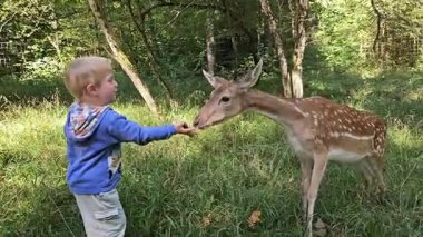 4K vahşi yaşam klibi, doğal gün ışığı, el kamerası, 7 'ler süresi, yüzeysel derinlik odağı. Yüksek kalite 4k görüntü