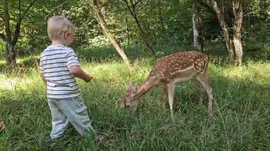 4K vahşi yaşam videoları, el bilgisayarı, doğal ışık, sığ odak, 9 'lar ve 6' lı yaşlar, çevre sesleri. Yüksek kalite 4k görüntü