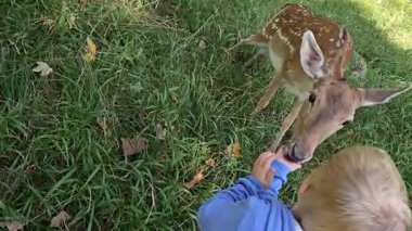4K vahşi yaşam klibi, el bilgisayarı, doğal gün ışığı, yüzeysel odaklanma, yakın açı. Yüksek kalite 4k görüntü