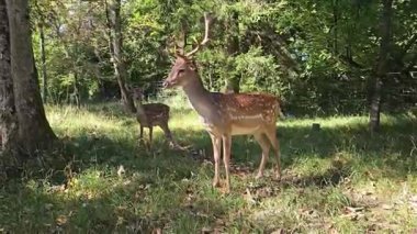 Doğal ışığa maruz kalma, dengeli çerçeve, yumuşak hareket. Yüksek kalite 4k görüntü