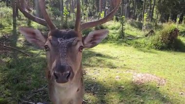 Yakın çekim vahşi yaşam videosu, doğal ışık, el kamerası görüntüsü, beslenmeye odaklanma. Yüksek kalite 4k görüntü