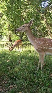 Güneşli ormanda yan yana duran iki geyik, doğal ortamda vahşi yaşam yoldaşlığı. Yüksek kalite 4k görüntü