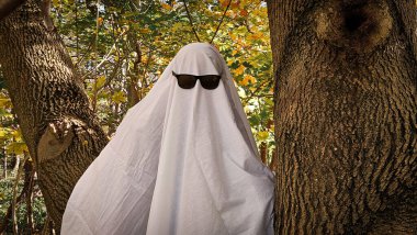 Yakın çekim, yumuşak orman ışığı, sıcak renk paleti. Yüksek kalite fotoğraf