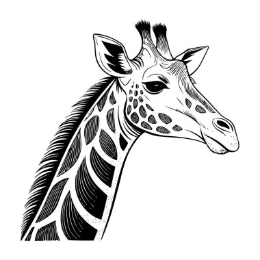Stilize Zürafa Çizimi - Detaylı Zürafa Başı Çizimi