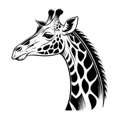 Stilize Zürafa Çizimi - Detaylı Zürafa Başı Çizimi