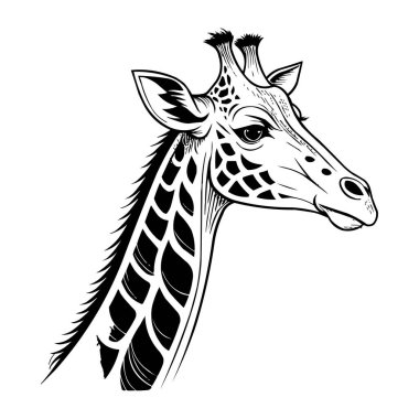 Stilize Zürafa Çizimi - Detaylı Zürafa Başı Çizimi