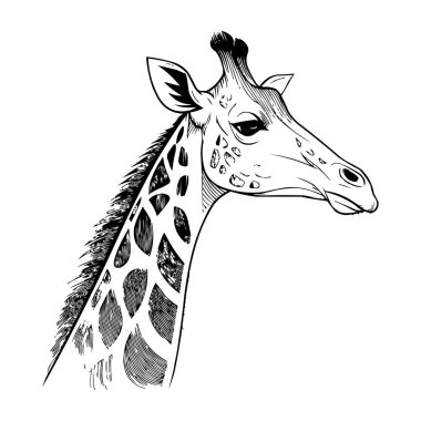 Stilize Zürafa Çizimi - Detaylı Zürafa Başı Çizimi