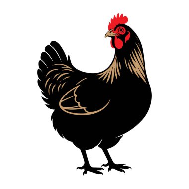 Kırmızı Tarak ve Ayrıntılı Tüylü Siyah Hen Vektör Resimli Çiftlik Tavuğu