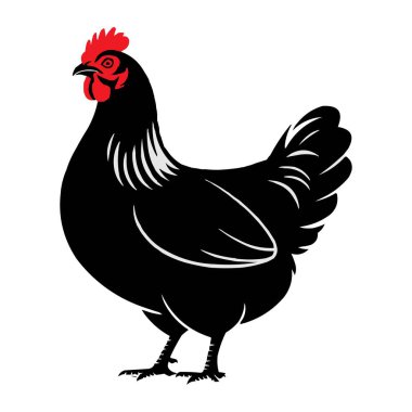 Kırmızı Tarak ve Ayrıntılı Tüylü Siyah Hen Vektör Resimli Çiftlik Tavuğu
