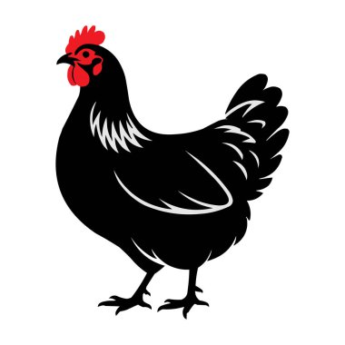 Kırmızı Tarak ve Ayrıntılı Tüylü Siyah Hen Vektör Resimli Çiftlik Tavuğu