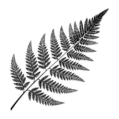 Beyaz Arkaplan Botanik Vektör İllüstrasyonuna Eğreltiotu Yaprağı Silueti İzole Edildi