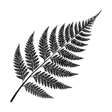 Beyaz Arkaplan Botanik Vektör İllüstrasyonuna Eğreltiotu Yaprağı Silueti İzole Edildi