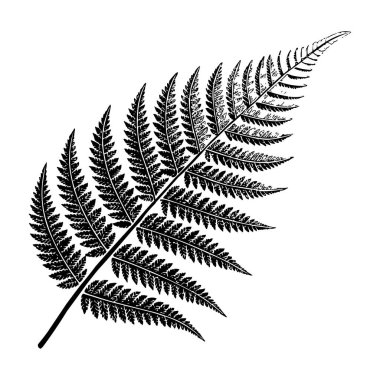 Beyaz Arkaplan Botanik Vektör İllüstrasyonuna Eğreltiotu Yaprağı Silueti İzole Edildi