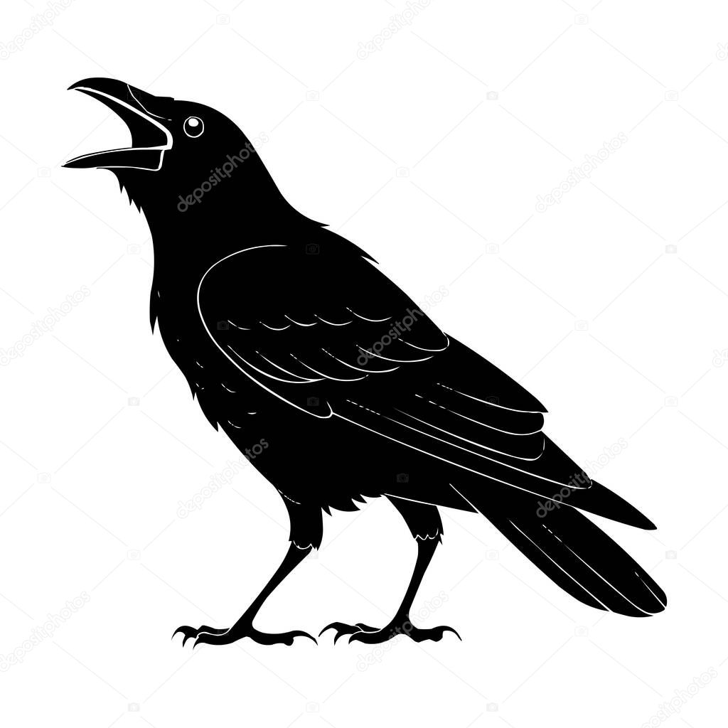 Crow Silhouette Vector  Black Raven Bird Illustration Isolated on White