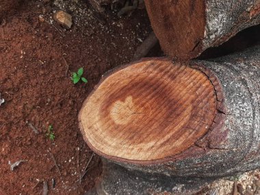 Ormandaki eski ağaç gövdesi