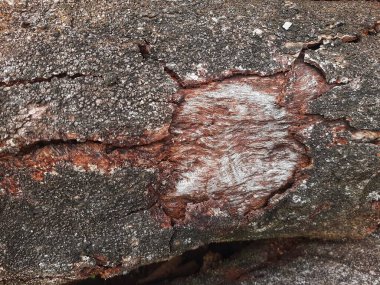 Ağaç kabuğu dokusunu kapat