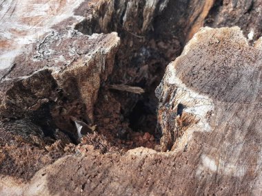 Bir ağaç gövdesini kapatın.