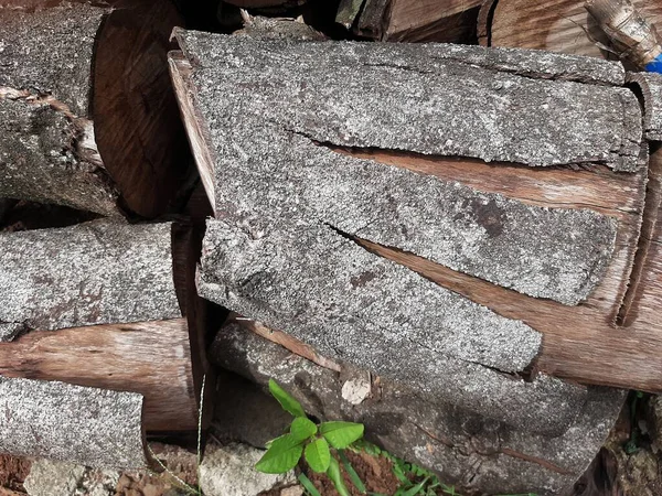 Ormanda yakacak odun