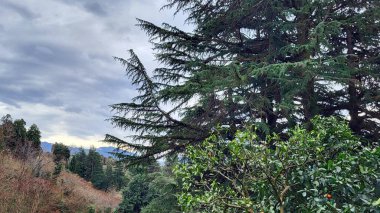 Ormanın güzel manzarası