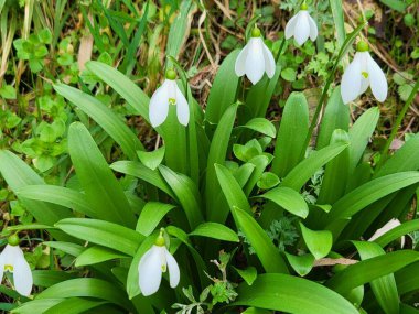Bahçedeki güzel çiçekler