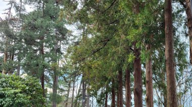 Ormanın güzel manzarası