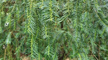 Ormanda yeşil eğrelti otu