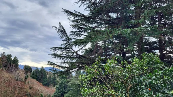 Ormanın güzel manzarası