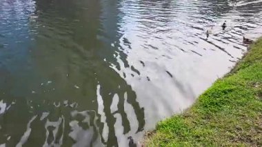 Ördekler nehirde yüzer..