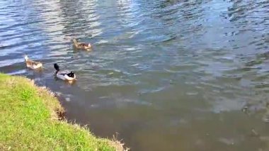 Gölde bir kuş sürüsü