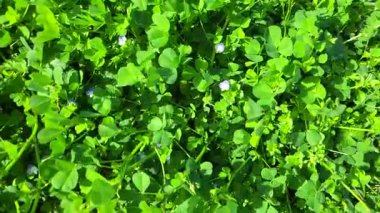 Bahçede yeşil yapraklar