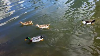 Ördek gölette yüzüyor.